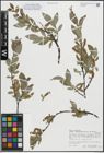 Foto von Salix hastata subsp. subintegrifolia (Flod.) Flod.